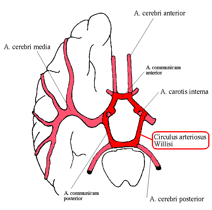 Мозговые артерии латынь. Arteria Cerebri Media ветвь. Задняя мозговая артерия (arteria Cerebri posterior. Arteria Cerebri anterior -передняя мозговая артерия. Ветви arteria basilaris.