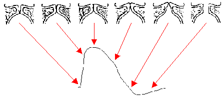 Phonationszyklus und Lx-Periode