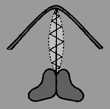 Larynx mit adduzierter Glottis